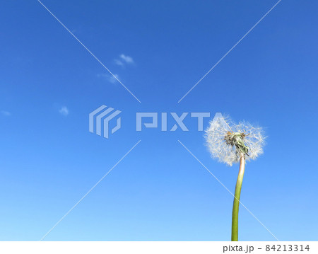 タンポポの綿毛と青空 84213314