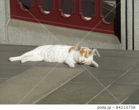 橋のたもとで昼寝する猫 橋のたもとで昼寝する猫 84213736