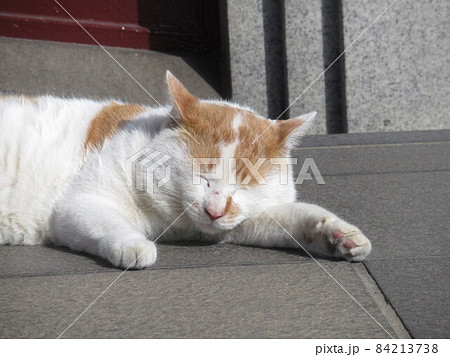 橋のたもとで昼寝する猫 橋のたもとで昼寝する猫 84213738