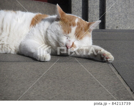 橋のたもとで昼寝する猫 84213739