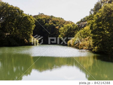 多摩センターの人工池 84214288