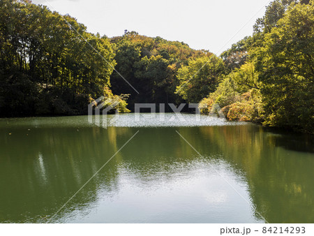 多摩センターの人工池 84214293