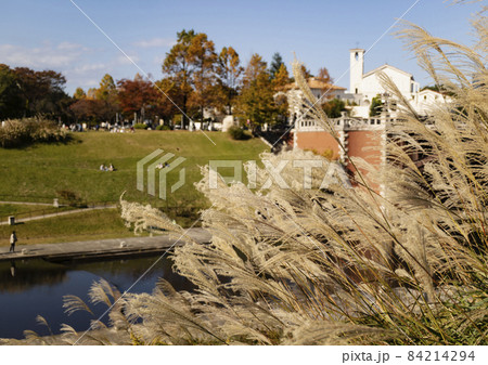 多摩センター　長池公園のススキ 84214294