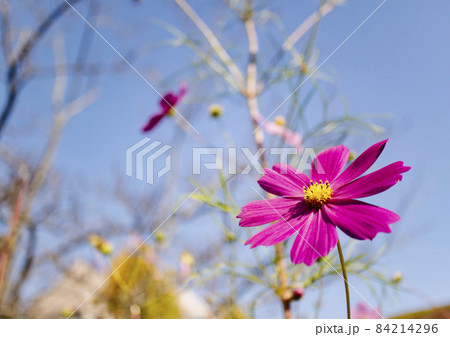 多摩センター　長池公園のコスモス 84214296