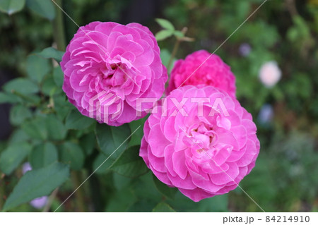 ピンクの薔薇 84214910