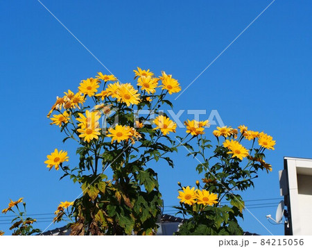 秋の日ざしを浴びた黄色いヒマワリ（青空と皇帝ひまわりの花＆つぼみ） 84215056