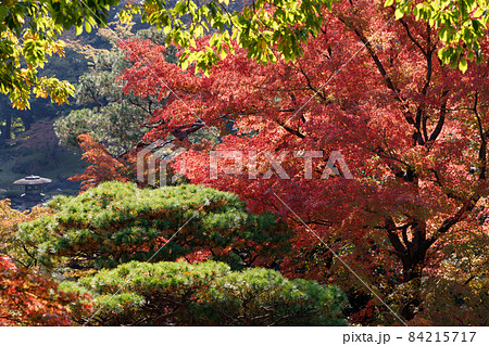 松とモミジ、日本庭園の真っ赤なモミジと緑のマツの植え込みの写真素材 