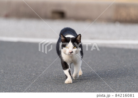 歩く猫 歩く猫 84216081