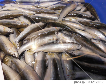 食材イメージ：山積みの新鮮な小魚 84217065