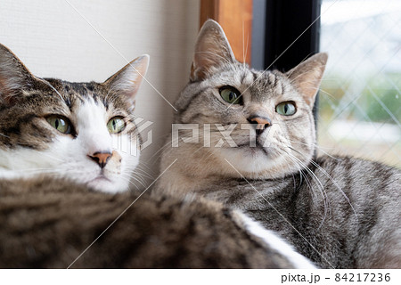 くつろぐ二匹の猫　キジトラ・サバトラ猫 84217236