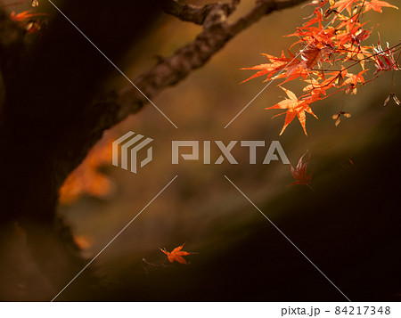紅葉が美しいもみじの葉 11月 紅葉が美しいもみじの葉 11月 84217348