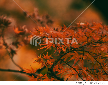 紅葉が美しいもみじの葉 11月 紅葉が美しいもみじの葉 11月 84217350
