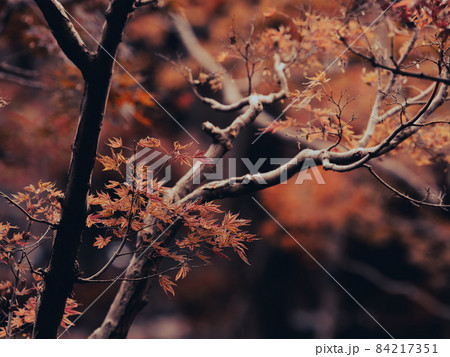 紅葉が美しいもみじの葉 11月 紅葉が美しいもみじの葉 11月 84217351
