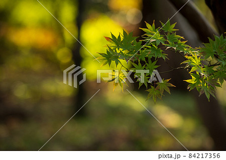 紅葉が美しいもみじの葉 11月 紅葉が美しいもみじの葉 11月 84217356