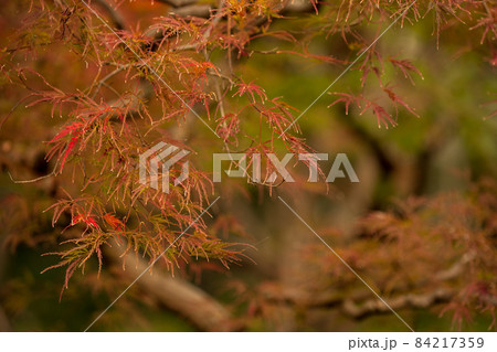 紅葉が美しいもみじの葉 11月 紅葉が美しいもみじの葉 11月 84217359