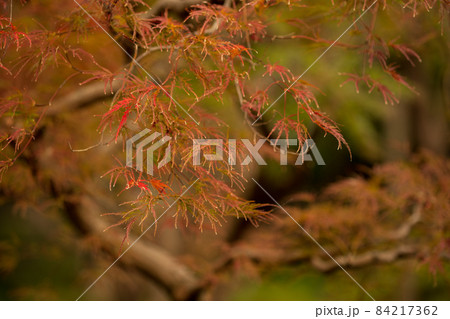 紅葉が美しいもみじの葉 11月 紅葉が美しいもみじの葉 11月 84217362