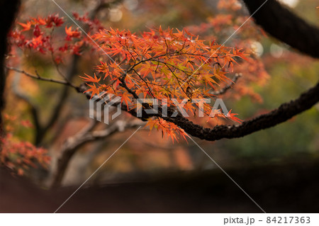 紅葉が美しいもみじの葉 11月 紅葉が美しいもみじの葉 11月 84217363
