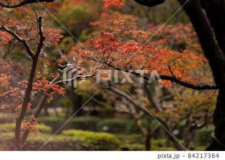 紅葉が美しいもみじの葉 11月 紅葉が美しいもみじの葉 11月 84217364