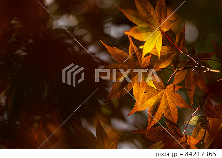 紅葉が美しいもみじの葉 11月 紅葉が美しいもみじの葉 11月 84217365