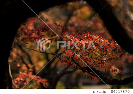 紅葉が美しいもみじの葉 11月 紅葉が美しいもみじの葉 11月 84217370