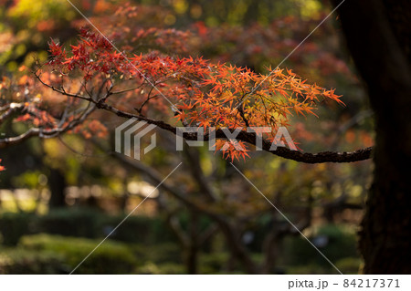 紅葉が美しいもみじの葉 11月 紅葉が美しいもみじの葉 11月 84217371