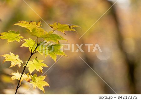 紅葉が美しいもみじの葉 11月 紅葉が美しいもみじの葉 11月 84217375