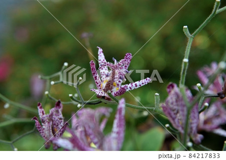 ホトトギスの花 84217833