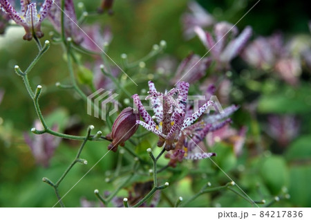 ホトトギスの花 84217836