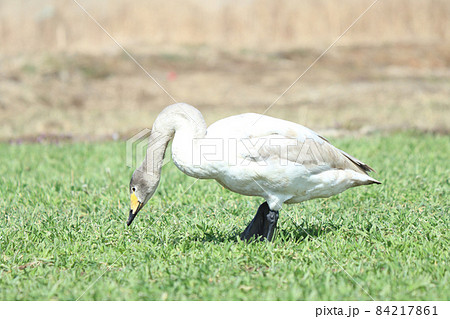 白鳥による食害（麦） 84217861