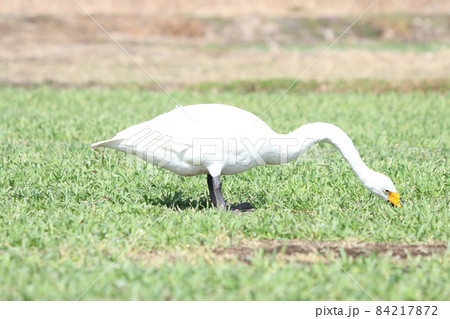 白鳥による食害（麦） 84217872