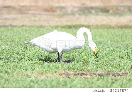 白鳥による食害(麦) 白鳥による食害(麦) 84217874