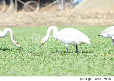 白鳥による食害（麦） 84217910