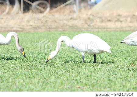 白鳥による食害(麦) 白鳥による食害(麦) 84217914