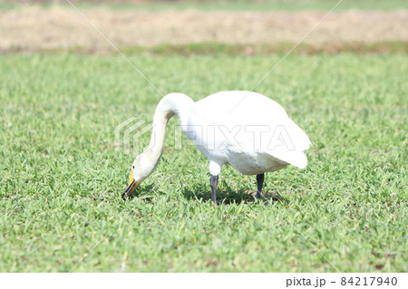 白鳥による食害（麦） 84217940