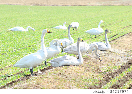 白鳥による食害（麦） 84217974