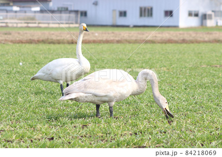 白鳥による食害（麦） 84218069