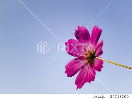 多摩センターの長池公園のコスモス 84218209