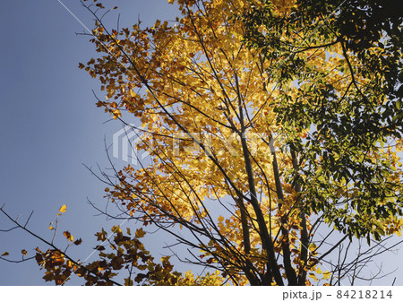 多摩センターの公園と紅葉 84218214
