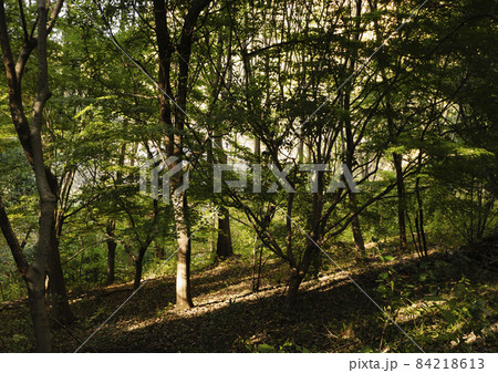 多摩センターの長池公園の林 84218613