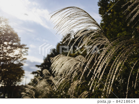 多摩　長池公園のススキ 84218614