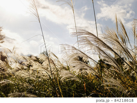 多摩　長池公園のススキ 84218618