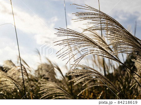 多摩　長池公園のススキ 84218619