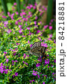 アゲハ蝶 84218881
