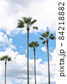 ヤシの木 84218882