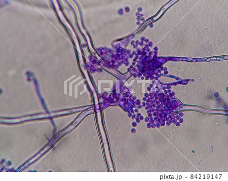 コウジカビの胞子顕微鏡写真 84219147