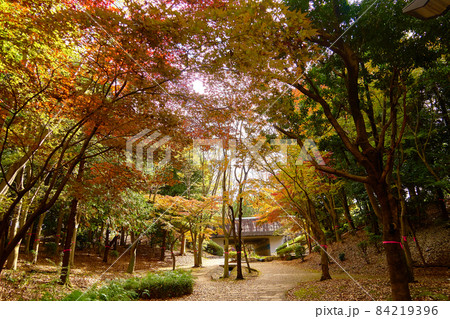 ふれあいの丘の紅葉_No8 ふれあいの丘の紅葉_No8 84219396