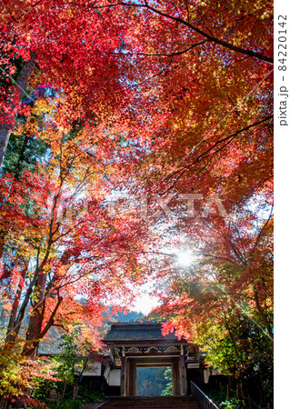 常勝寺の山門を彩る紅葉 84220142