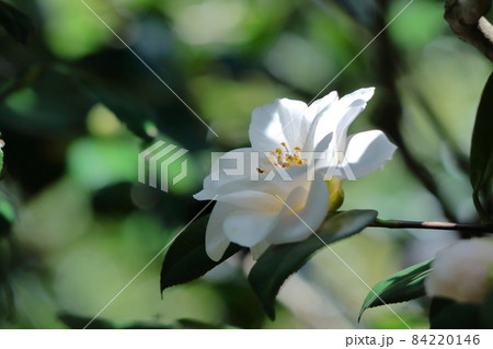 厳冬に凛と咲く 84220146