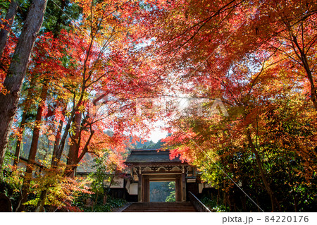 常勝寺の山門を彩る紅葉 84220176
