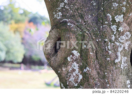 木の幹に空いた何かが住んでいそうな小さな樹洞のうろの写真素材